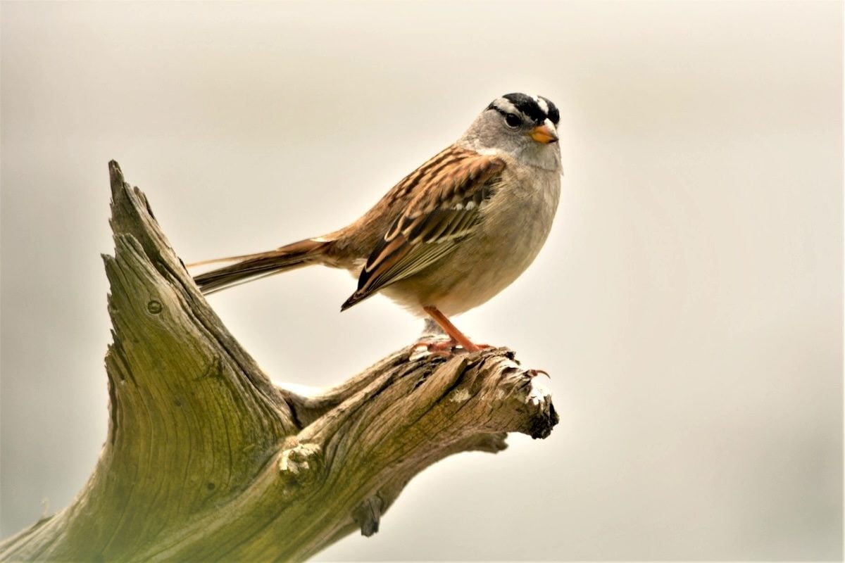 Vyagr Foundation Sparrow Work